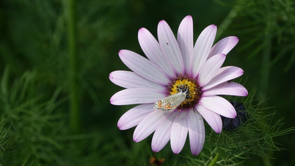 ホワイトニングの定額キャンペーンはどこで受けられる？