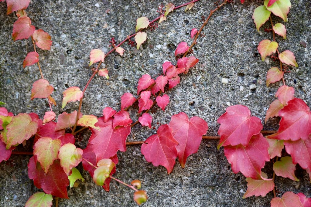 セルフホワイトニングサロンの月額プランはどのような内容ですか？