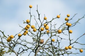 定額ホワイトニングの通い放題プランを比較してみた結果は？