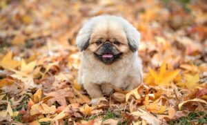 通い放題のホワイトニング料金はいくらかかるの？