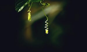 LEDホワイトニングの悪質サロンを見分ける方法は？